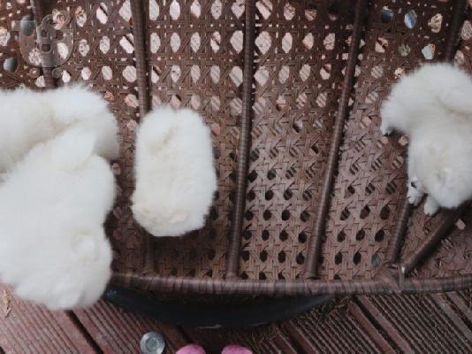 PoulaTo: pomeranian